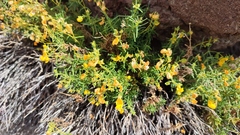 Calceolaria hypericina