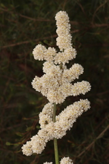 Lomandra ordii