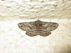 Megabiston plumosaria