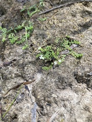 Asperula minima