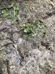 Asperula minima