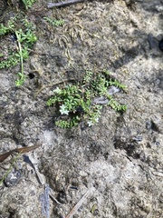 Asperula minima