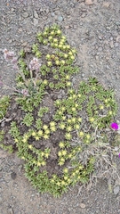 Azorella ruizii