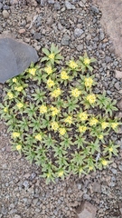 Azorella ruizii
