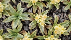 Azorella ruizii