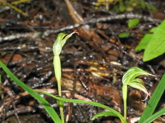 Pterostylis porrecta