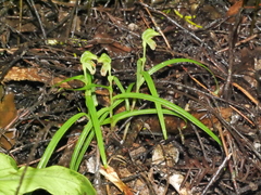 Pterostylis porrecta