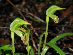 Pterostylis porrecta