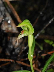 Pterostylis porrecta