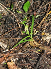 Pterostylis porrecta
