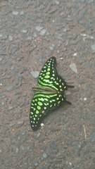 Graphium agamemnon