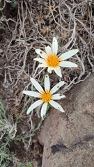 Mutisia sinuata
