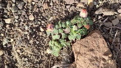 Chaetanthera glabrata