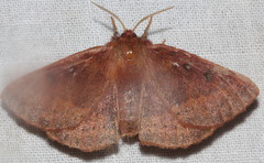 Anthela addita