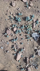 Alstroemeria umbellata