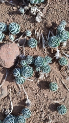 Alstroemeria umbellata