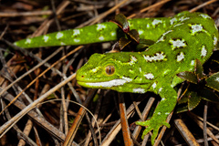 Naultinus gemmeus