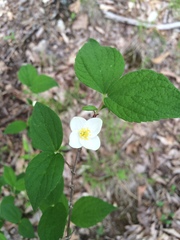 Philadelphus inodorus