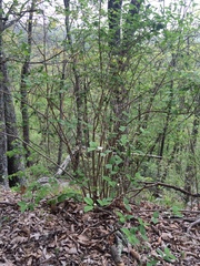 Philadelphus inodorus