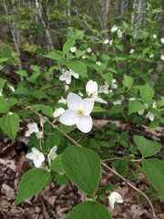 Philadelphus inodorus