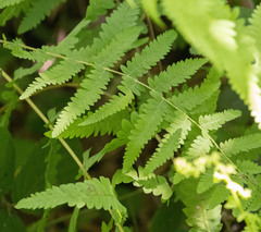 Thelypteris palustris palustris