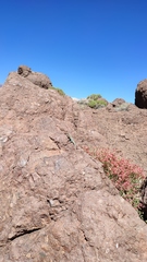 Liolaemus nigroviridis