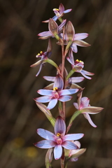 Thelymitra canaliculata