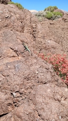 Liolaemus nigroviridis