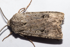 Agrotis admirationis