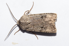 Agrotis admirationis