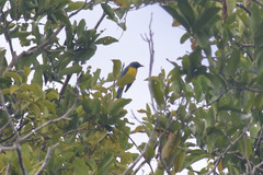 Cyanicterus cyanicterus
