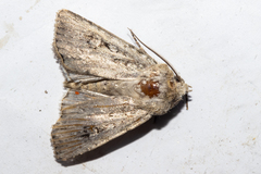 Agrotis admirationis