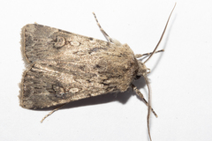 Agrotis admirationis