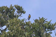 Cyanicterus cyanicterus