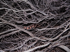 Heloderma suspectum suspectum