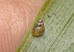 Tornatellinops mastersi