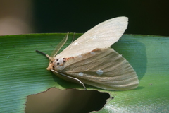 Tinolius eburneigutta