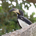 African Pied Hornbill - Photo (c) gisela gerson lohman-braun, some rights reserved (CC BY-SA)