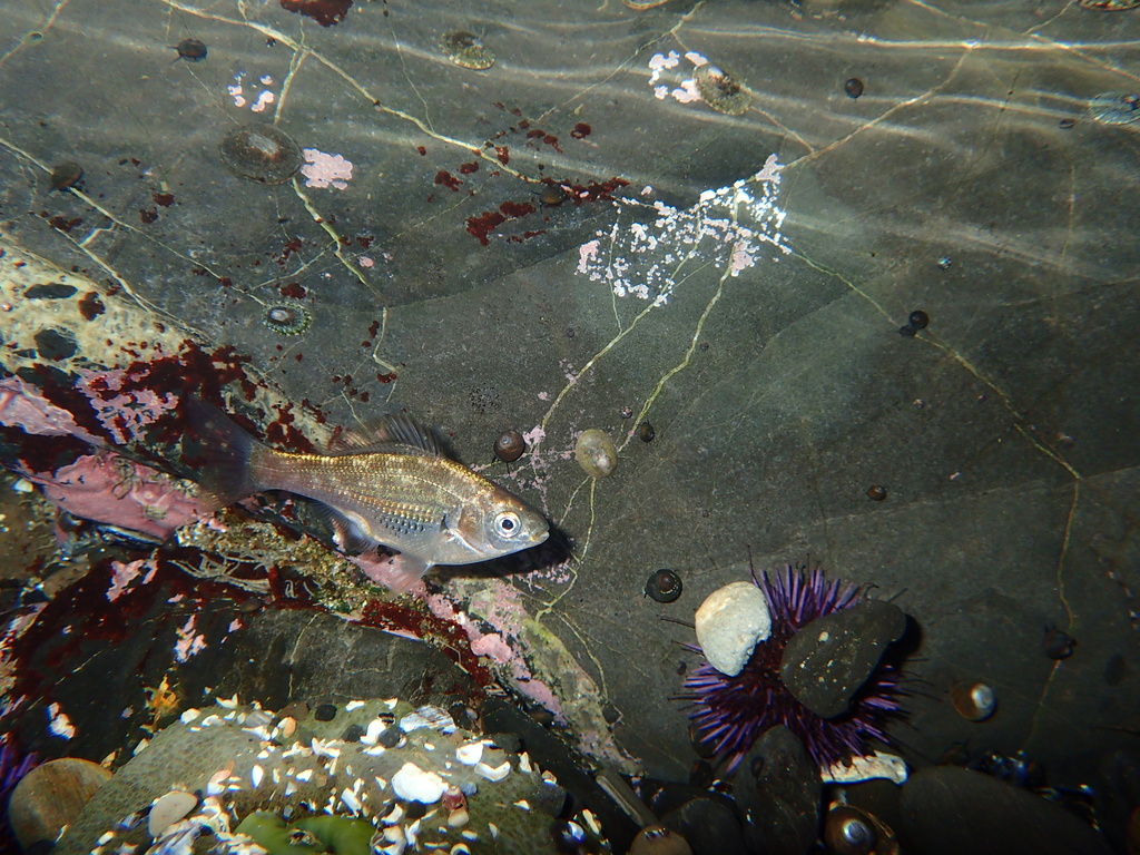 Reef perch (Micrometrus aurora) — Embiotocidae