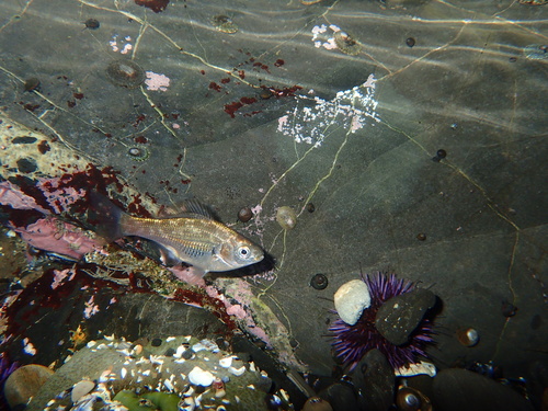 Reef perch (Micrometrus aurora) — Embiotocidae