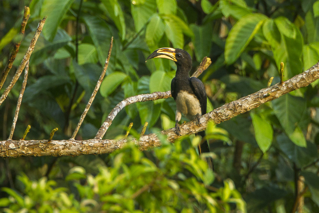 Congo Pied Hornbill
