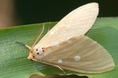 Tinolius eburneigutta