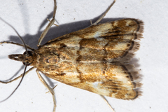 Glaucocharis helioctypa