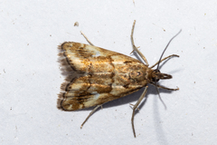 Glaucocharis helioctypa