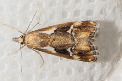 Glaucocharis interrupta