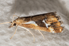 Glaucocharis interrupta