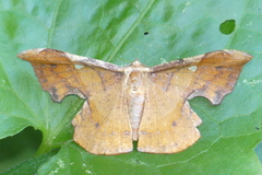Fascellina chromataria