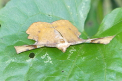 Fascellina chromataria
