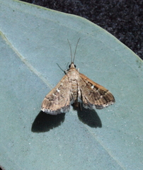 Nacoleia rhoeoalis