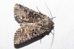 Ichneutica lithias
